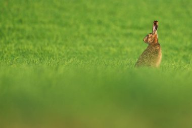 Avrupa tavşanı , Çayırda Lepus europaeus tavşanı