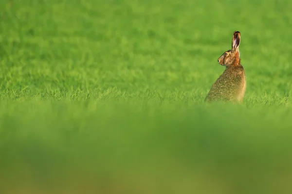 Liebre europea, conejo Lepus europaeus en el prado — Foto de Stock