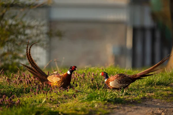 Two Pheasant birds — Stock Photo, Image