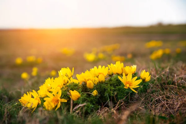 Око Фазан квітка, Горицвіт весняний — стокове фото