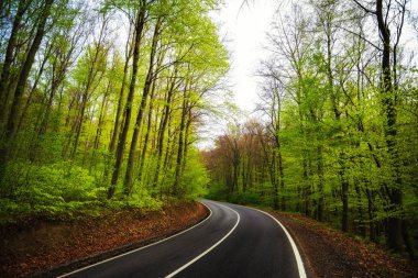 Yeşil ormanda asfalt yol eğrisi