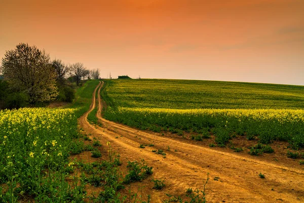 Strada di campagna vicino al campo di colza al tramonto — Foto Stock