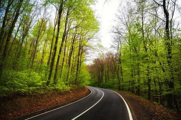 Curva de estrada de asfalto na floresta verde — Fotografia de Stock