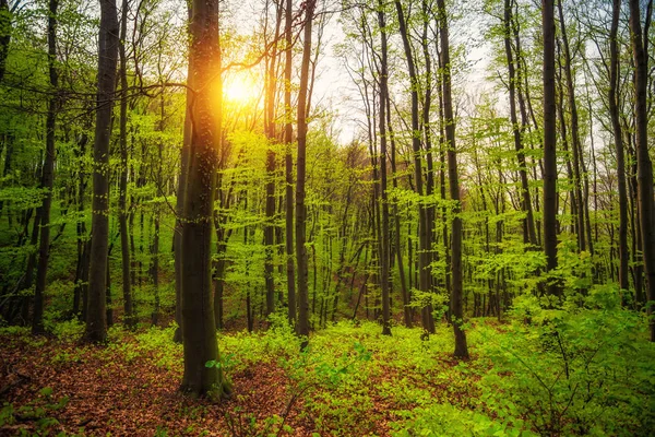 Soleado verde primavera bosque escena — Foto de Stock