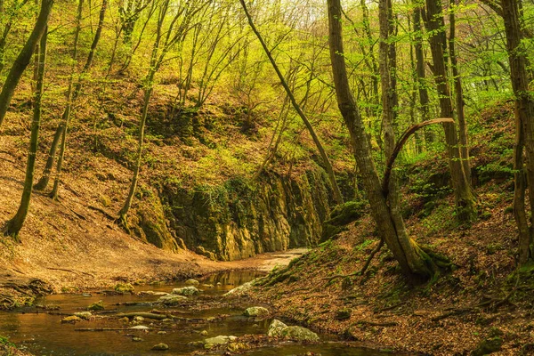 Fließender Bach im grünen Quellwald — Stockfoto