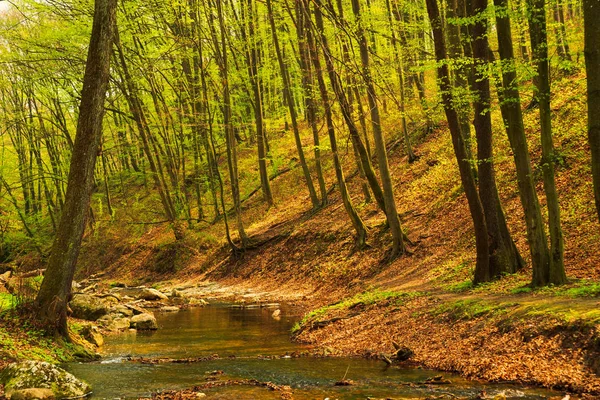 Vloeiende stroom in het groene voorjaarbos — Stockfoto