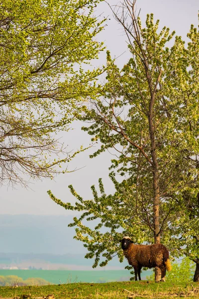 Ovejas bajo el árbol floreciente en los pastos de primavera —  Fotos de Stock