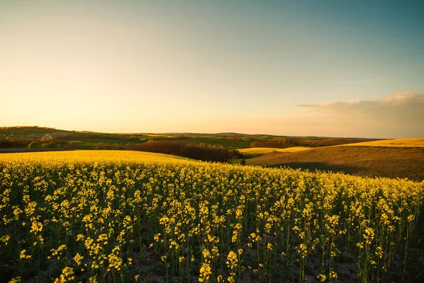 Büyük sarı kolza alanının üstündeki günbatımı — Stok fotoğraf