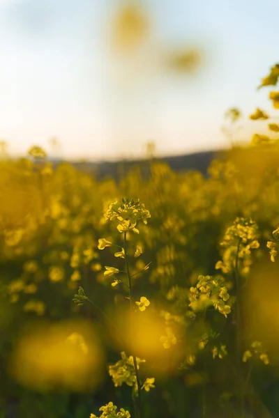 Detail of flowering rapeseed canola or colza — Stock Photo, Image