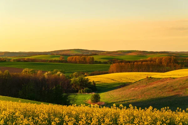 Západ slunce nad polem velké žluté řepky — Stock fotografie