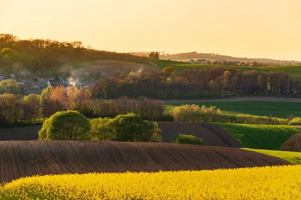 Захід сонця над великим жовтим полем колози — стокове фото