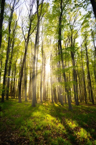 Sonnenstrahlen im schönen grünen Wald. — Stockfoto