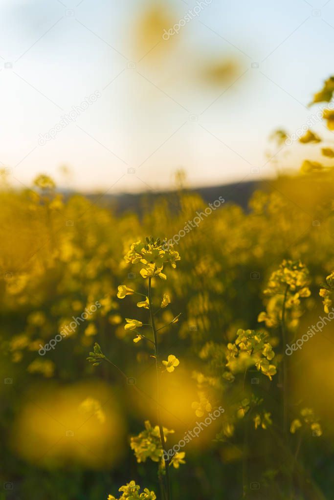Detail of flowering rapeseed canola or colza