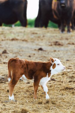 Calf in the farm clipart