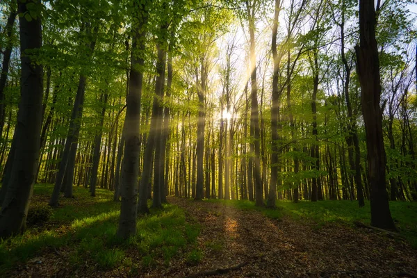 Rayos del sol en el hermoso bosque verde . — Foto de Stock