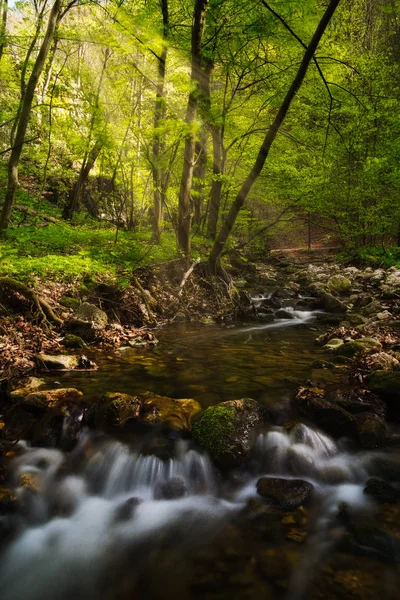 Fließender Bach im schönen grünen Wald — Stockfoto
