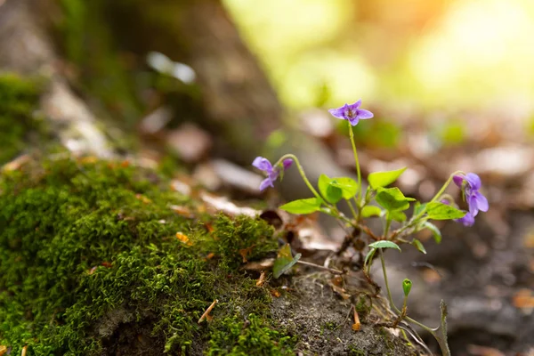 Foto de cerca de una flor violeta en el bosque de primavera — Foto de Stock