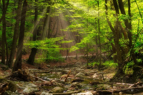 Flowing stream in the beautiful green forest — Stock Photo, Image