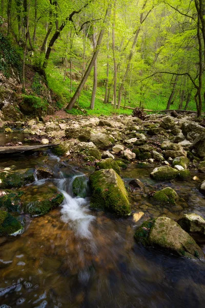 Fluyendo arroyo en el hermoso bosque verde — Foto de Stock