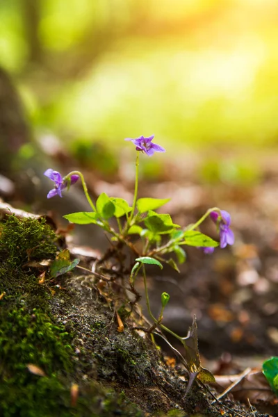 Foto de cerca de una flor violeta en el bosque de primavera — Foto de Stock