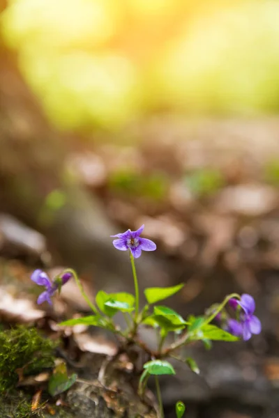 Foto de cerca de una flor violeta en el bosque de primavera — Foto de Stock