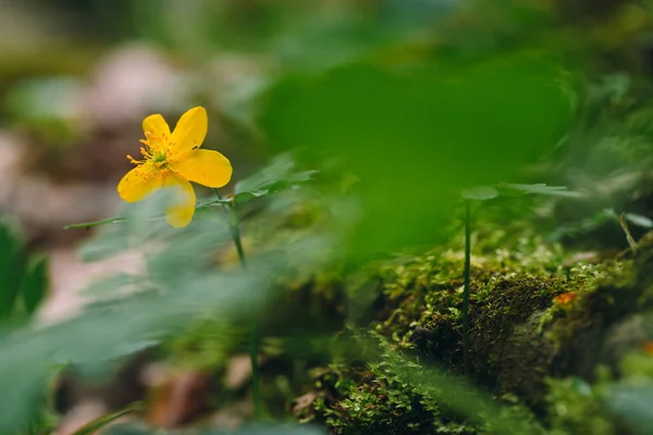 Close up photo of yellow wildflower — Stock Photo, Image