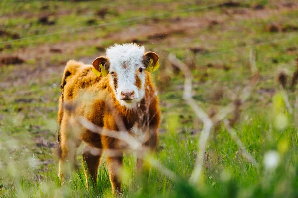 Calf in the farm — Stock Photo, Image