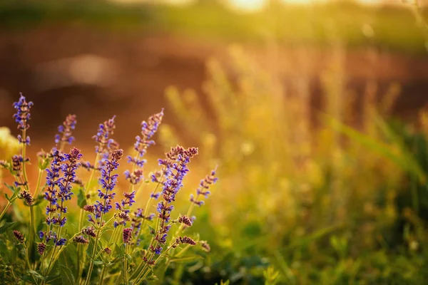 Woodland salvia colorato fiore selvatico foto da vicino — Foto Stock