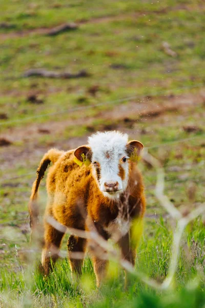 Ternera en la granja —  Fotos de Stock