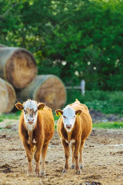 農場の子牛 — ストック写真