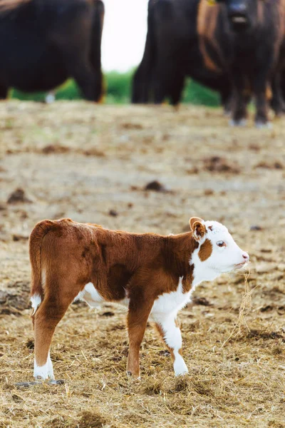 Kalf in de farm — Stockfoto