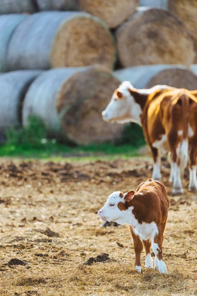 Bezerro e vaca na fazenda — Fotografia de Stock