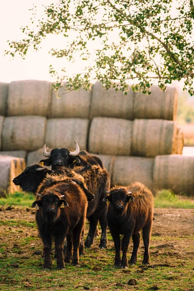 Grupp av en stor buffel — Stockfoto