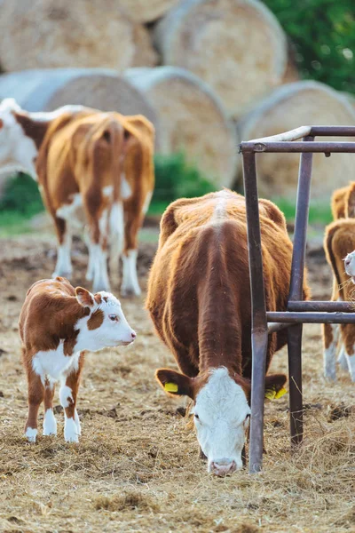 Calf and cow in the farm