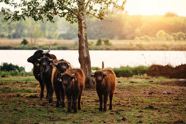 Grupp av en stor buffel — Stockfoto