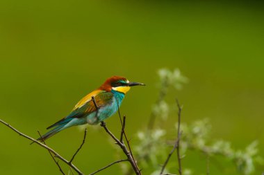 Avrupa arı yiyici , Merops apiaster