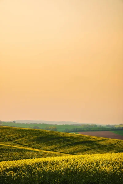 Campo di semi di colza — Foto Stock