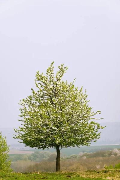 Albero solitario fiorito sul prato — Foto Stock