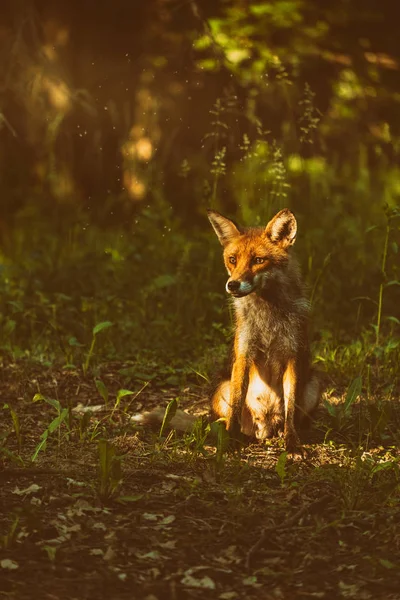 Renard roux dans la forêt — Photo