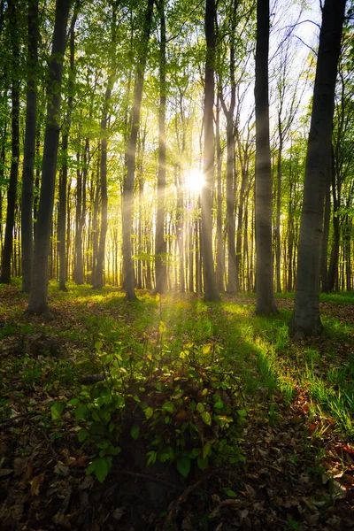 Raggi di sole nella foresta verde — Foto Stock