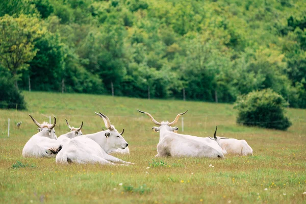 Венгерский скот на пастбище — стоковое фото