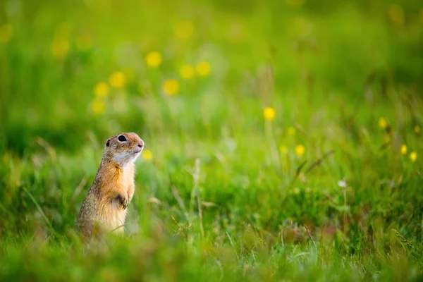 Ardilla terrestre europea / Spermophilus citellus —  Fotos de Stock