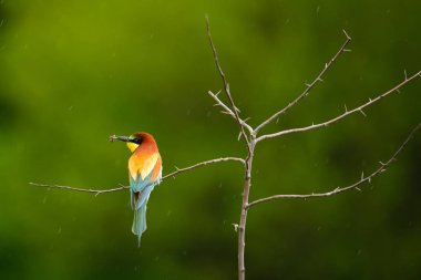 Avrupa arı yiyici , Merops apiaster