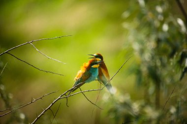Avrupa arı yiyici , Merops apiaster