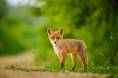 Kızıl tilki yavrusu , Vulpes Vulpes