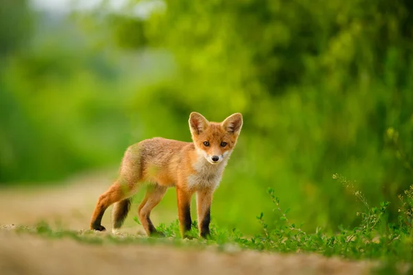 Filhote de raposa vermelha, Vulpes Vulpes — Fotografia de Stock