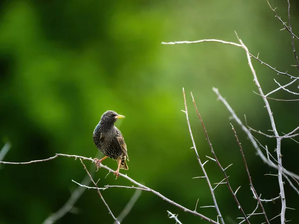 Gewone Spreeuw, Sturnus vulgaris — Stockfoto