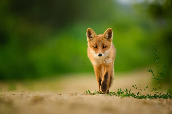 Filhote de raposa vermelha, Vulpes Vulpes — Fotografia de Stock