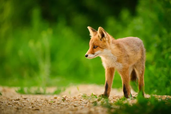 Filhote de raposa vermelha, Vulpes Vulpes — Fotografia de Stock