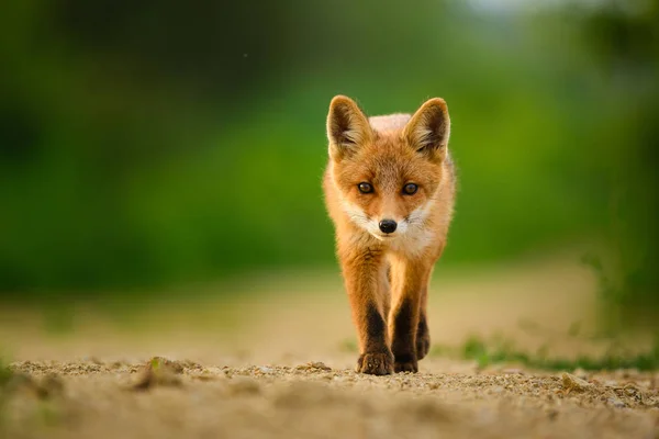 Filhote de raposa vermelha, Vulpes Vulpes — Fotografia de Stock